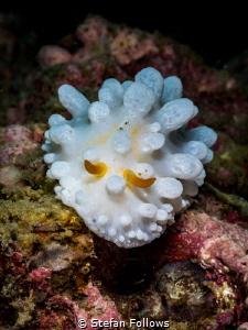 Go home nudi .. your drunk ;) Wart Slug - Phyllidia sp. A... by Stefan Follows 